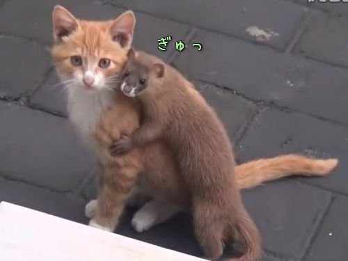 最近癒された画像を貼るトピ