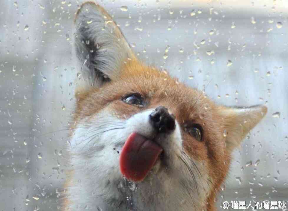 最近癒された画像を貼るトピ