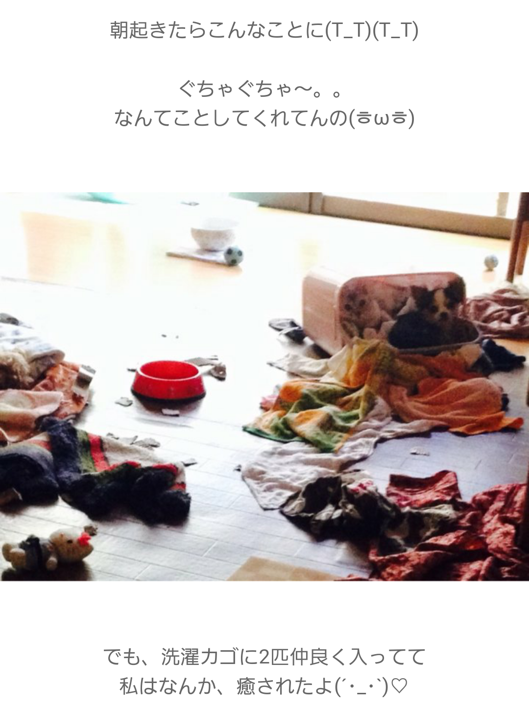 最近癒された画像を貼るトピ