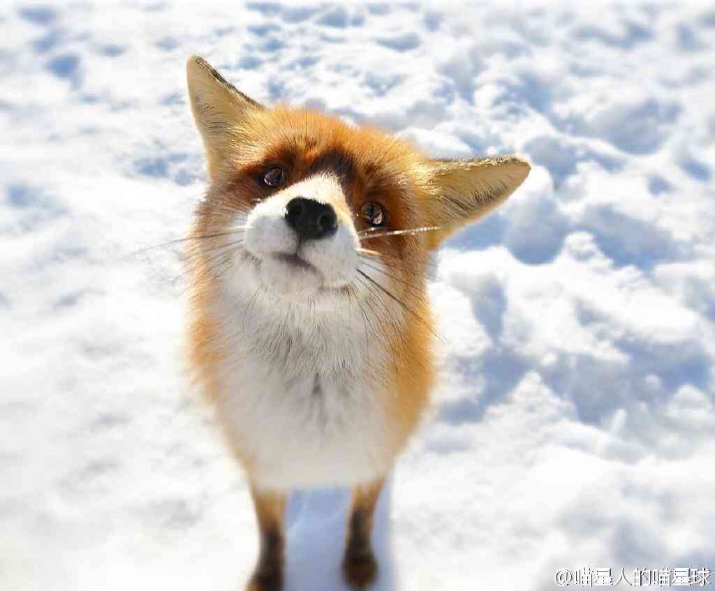 最近癒された画像を貼るトピ