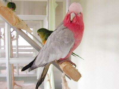 「うちのペット頭いい！」と思う時