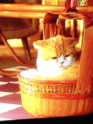 猫の出てくるオススメ映画
