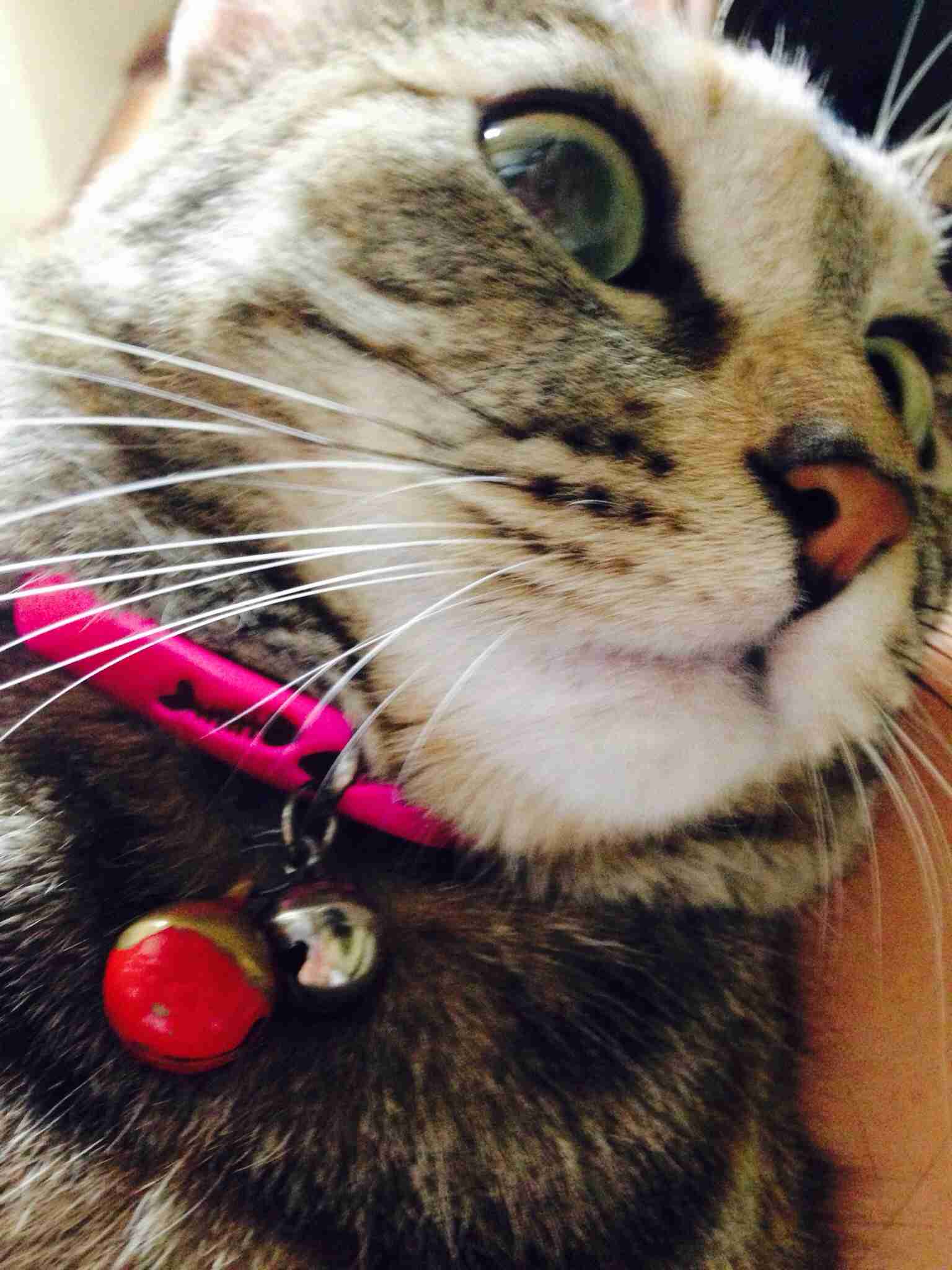 猫の出てくるオススメ映画