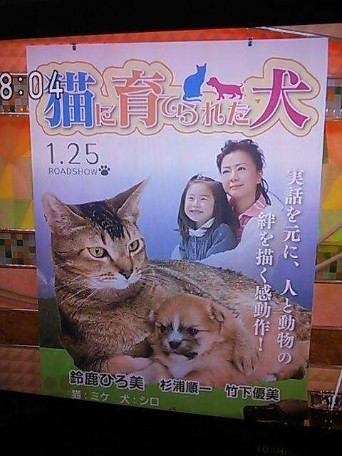 猫の出てくるオススメ映画