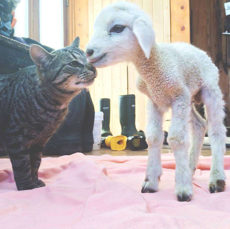 ちょっとゆっくりしたいトピ