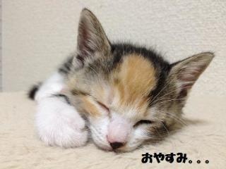ちょっとゆっくりしたいトピ