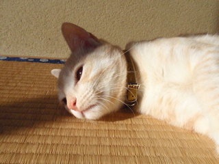 今の気持ちを画像で表すトピ