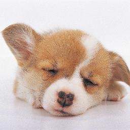 今の気持ちを画像で表すトピ