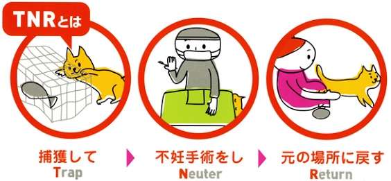 【徳之島】希少ウサギ守るため、島の猫3,000匹の不妊去勢プロジェクト進む