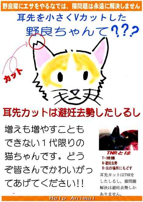 【徳之島】希少ウサギ守るため、島の猫3,000匹の不妊去勢プロジェクト進む