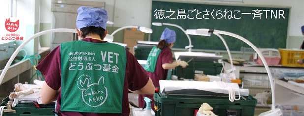 【徳之島】希少ウサギ守るため、島の猫3,000匹の不妊去勢プロジェクト進む