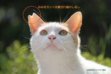 【徳之島】希少ウサギ守るため、島の猫3,000匹の不妊去勢プロジェクト進む