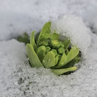 雪国、北国あるある