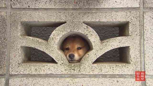 マツコ・デラックス　“犬嫌い”撤回「私、ちょっとおかしくなってきちゃって」