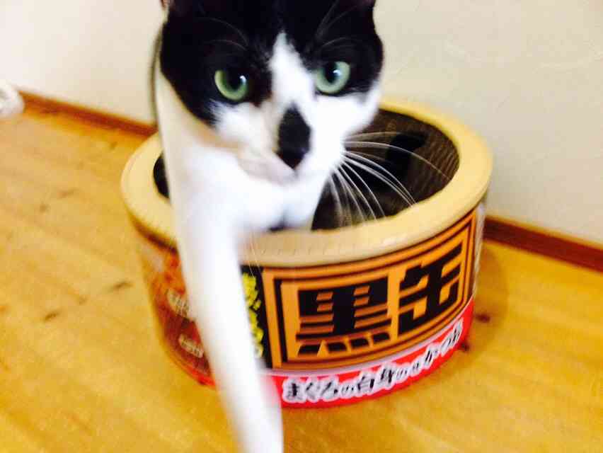 猫缶型の爪研ぎ　列が出来るほど好評だと話題に