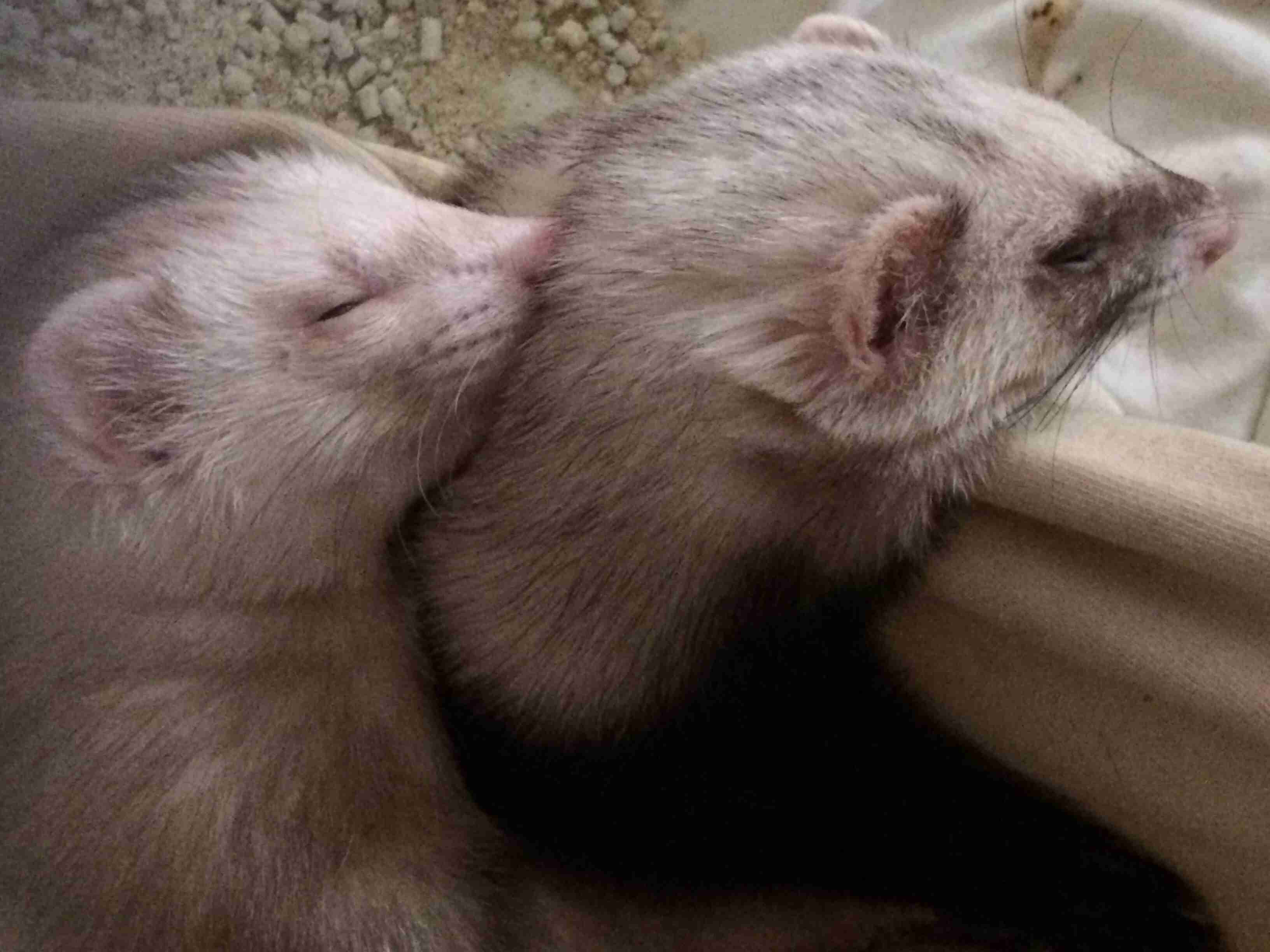ほっこり画像かエピソードを載せよう～トピ