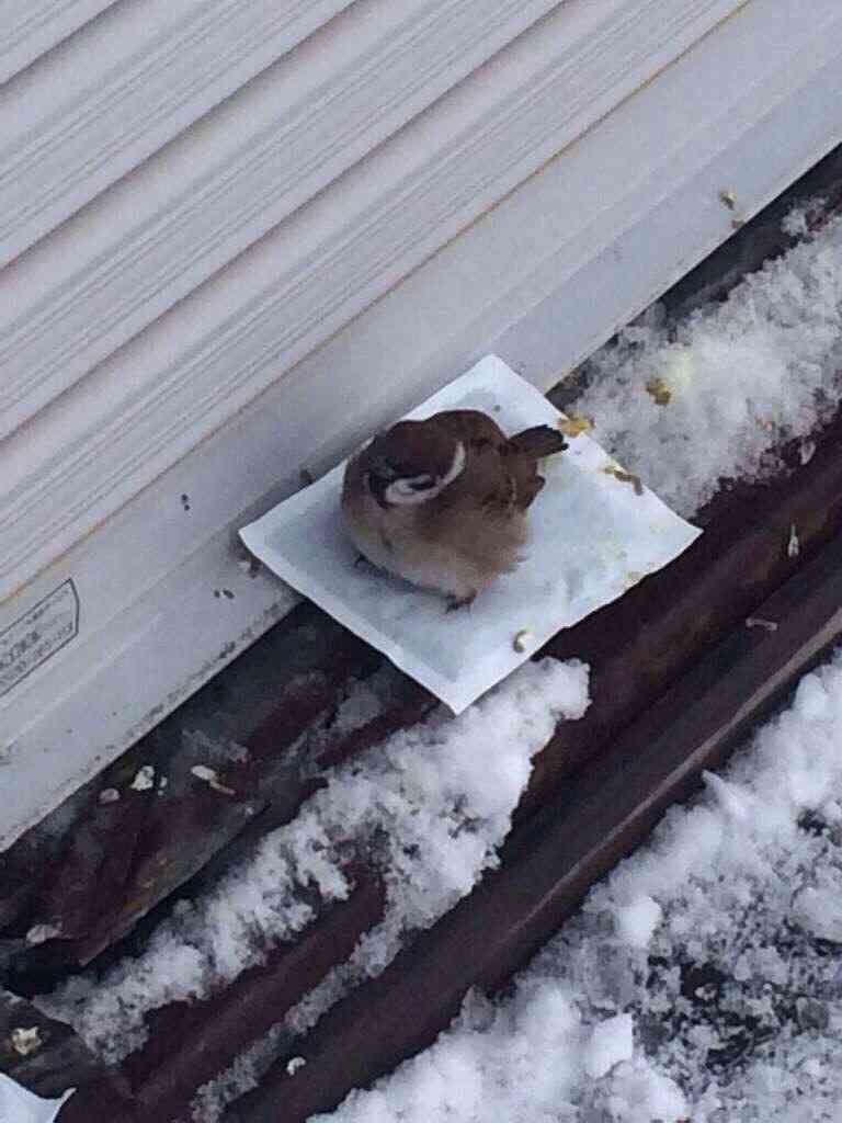 ほっこり画像かエピソードを載せよう～トピ
