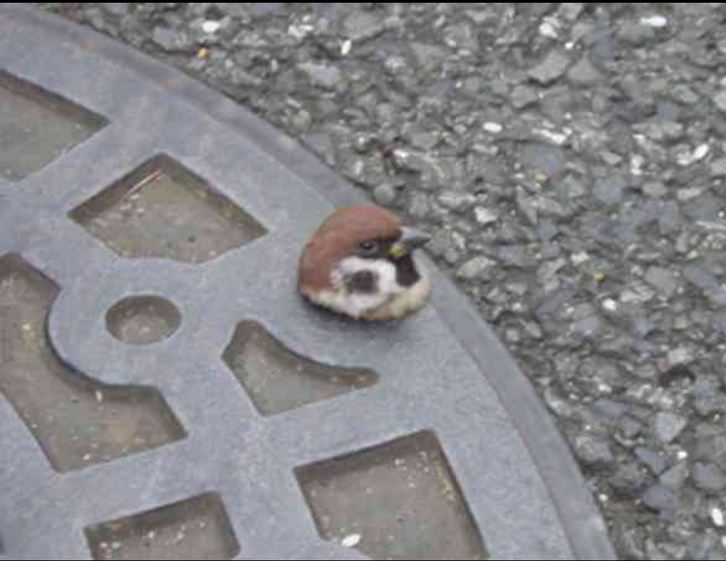 ほっこり画像かエピソードを載せよう～トピ