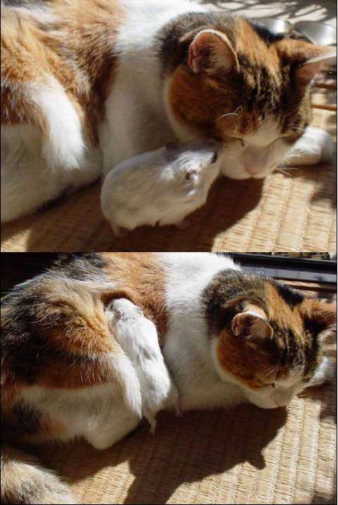 ほっこり画像かエピソードを載せよう～トピ