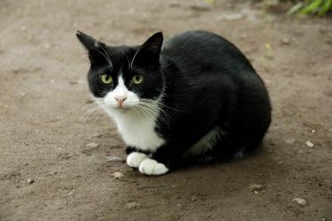 ほっこり画像かエピソードを載せよう～トピ