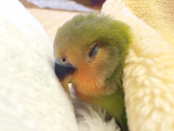 ほっこり画像かエピソードを載せよう～トピ
