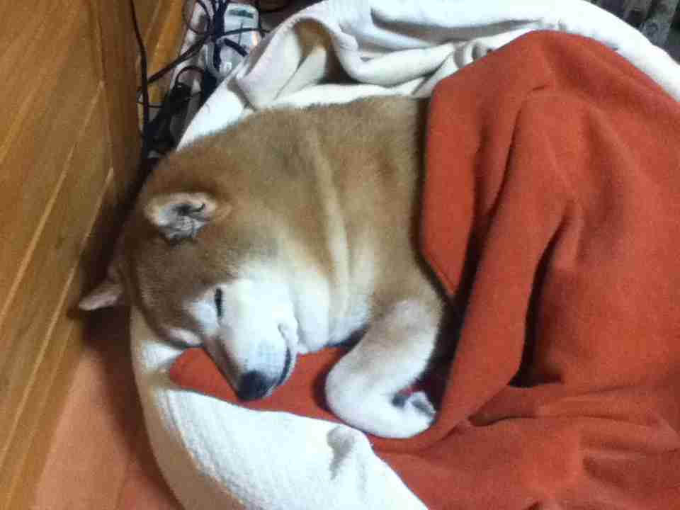 お宅のワンちゃん、ネコちゃん何歳ですか?