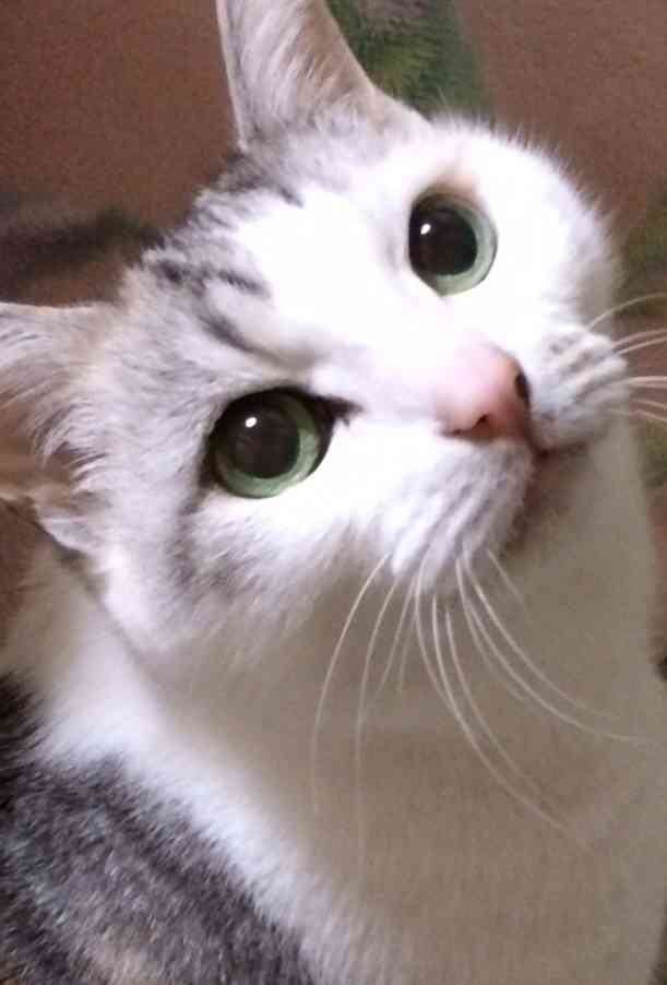 お宅のワンちゃん、ネコちゃん何歳ですか?