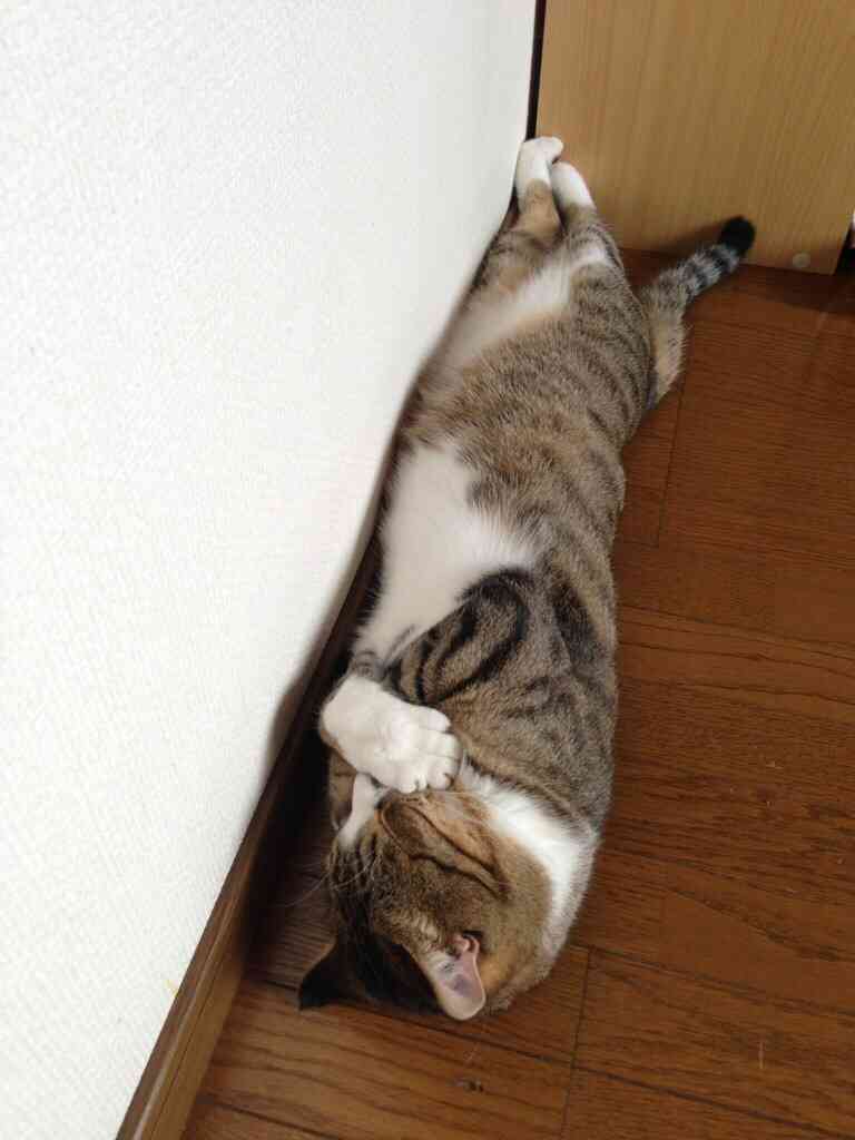 お宅のワンちゃん、ネコちゃん何歳ですか?