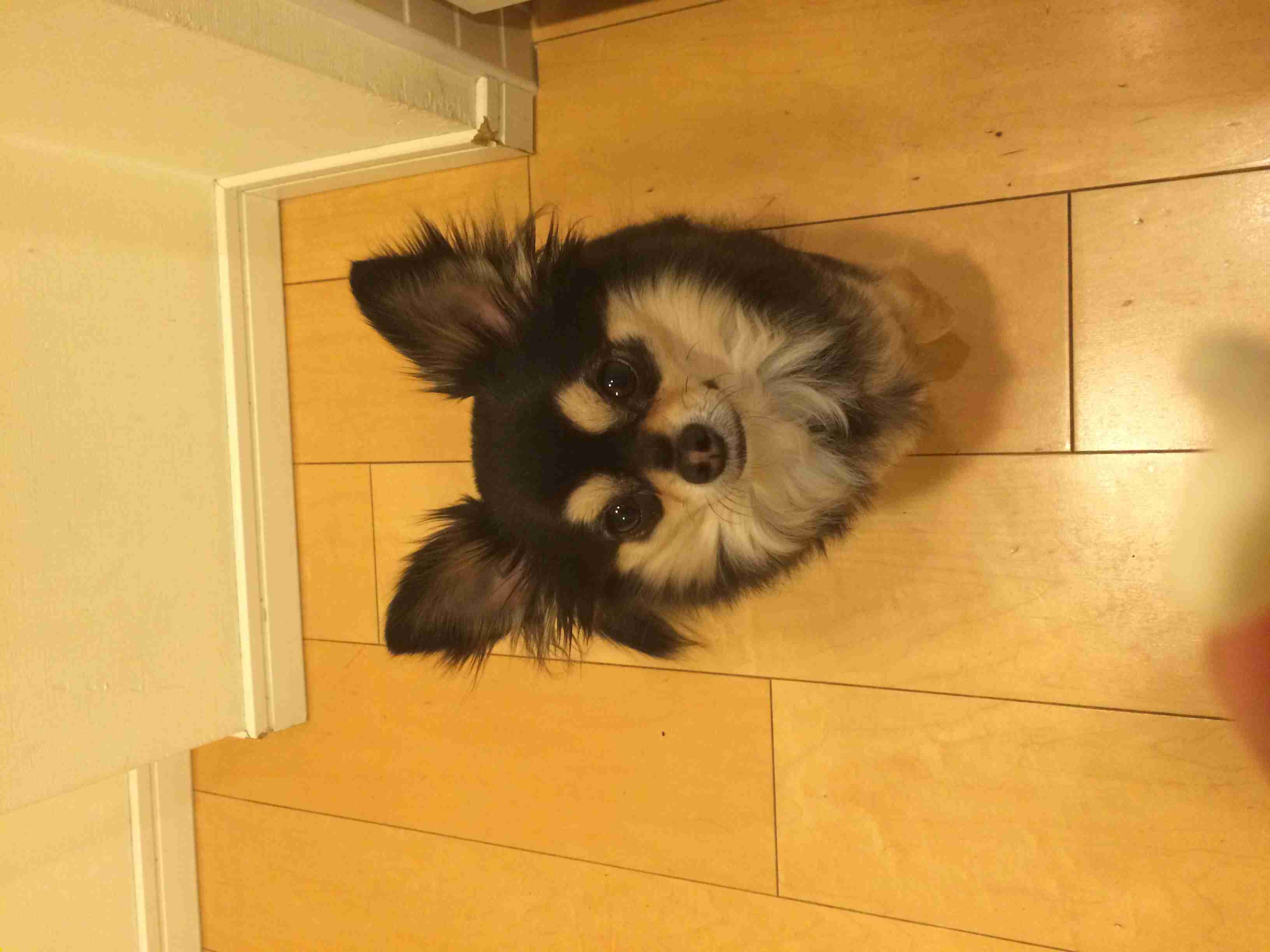 お宅のワンちゃん、ネコちゃん何歳ですか?
