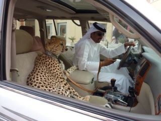ゴージャスな画像を貼るトピ