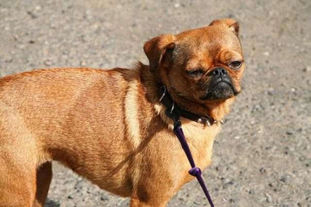 【画像】「ダックスフンド」と「ピットブル」のミックス犬が何とも言えない外見