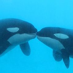 中国のパンダが雪に大はしゃぎしてる姿が完全におっさんだと話題にww