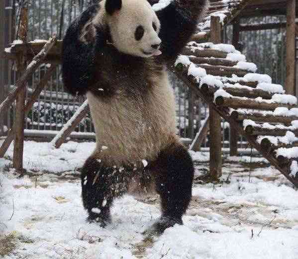 中国のパンダが雪に大はしゃぎしてる姿が完全におっさんだと話題にww