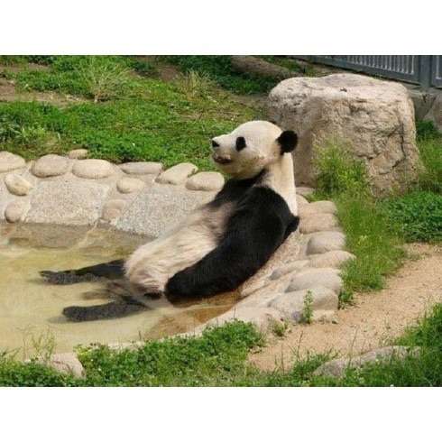 中国のパンダが雪に大はしゃぎしてる姿が完全におっさんだと話題にww