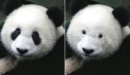 中国のパンダが雪に大はしゃぎしてる姿が完全におっさんだと話題にww