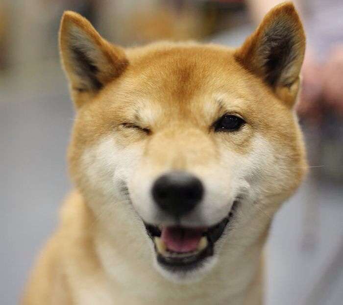 ウインク画像ください