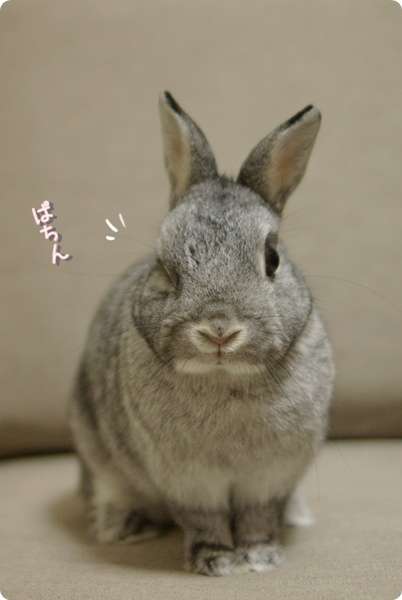 ウインク画像ください
