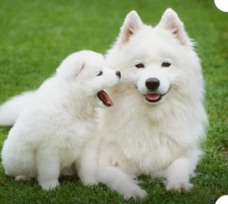 笑ってる動物の画像ください。