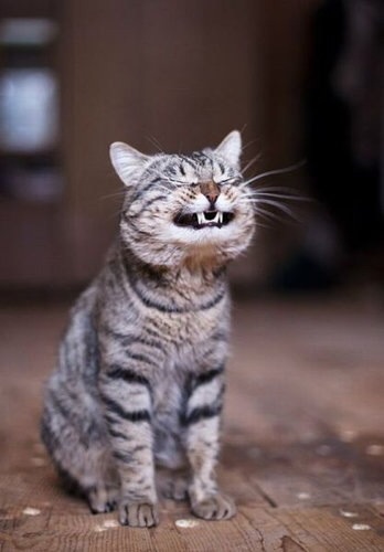 笑ってる動物の画像ください。