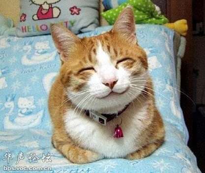 笑ってる動物の画像ください。