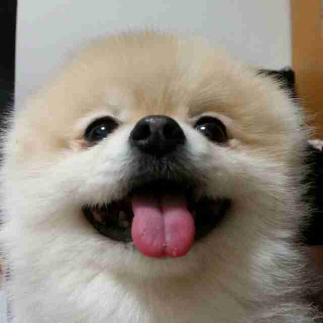 笑ってる動物の画像ください。