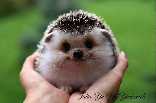 笑ってる動物の画像ください。