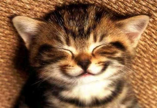 笑ってる動物の画像ください。