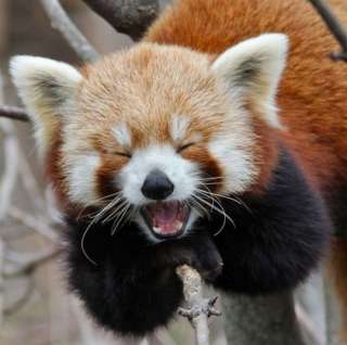 笑ってる動物の画像ください。