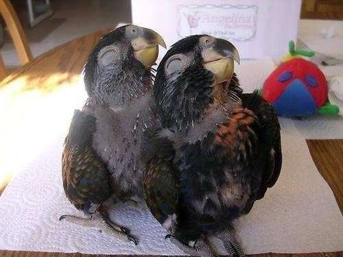 笑ってる動物の画像ください。