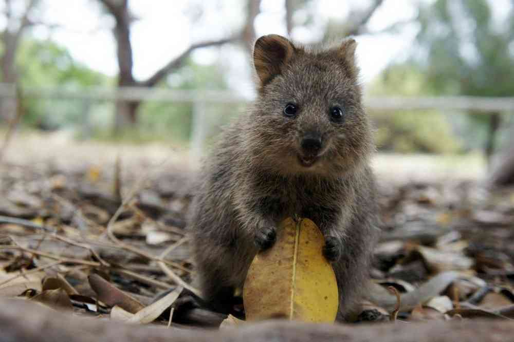 笑ってる動物の画像ください。