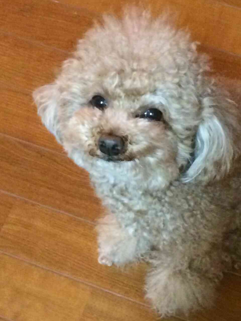 笑ってる動物の画像ください。