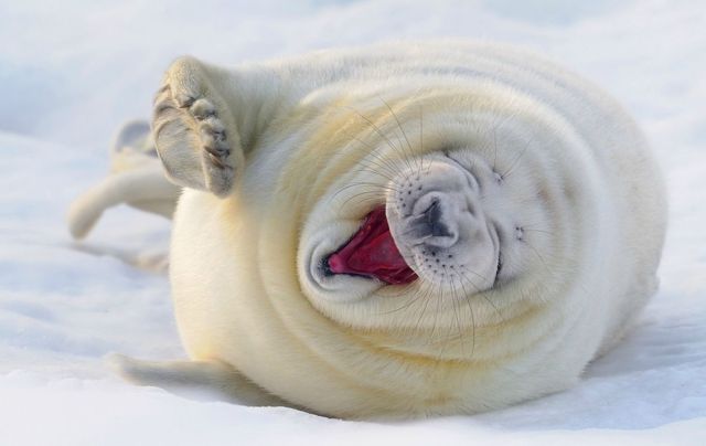 笑ってる動物の画像ください。