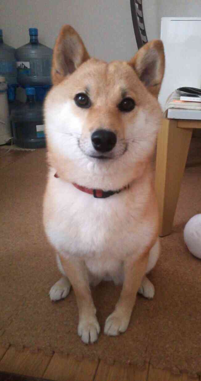 笑ってる動物の画像ください。