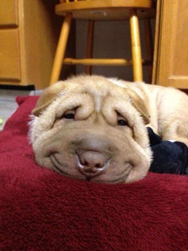 笑ってる動物の画像ください。